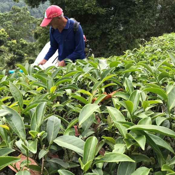 青心茗坊