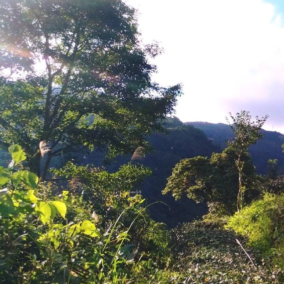 青心茗坊