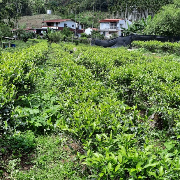 仁源茶園