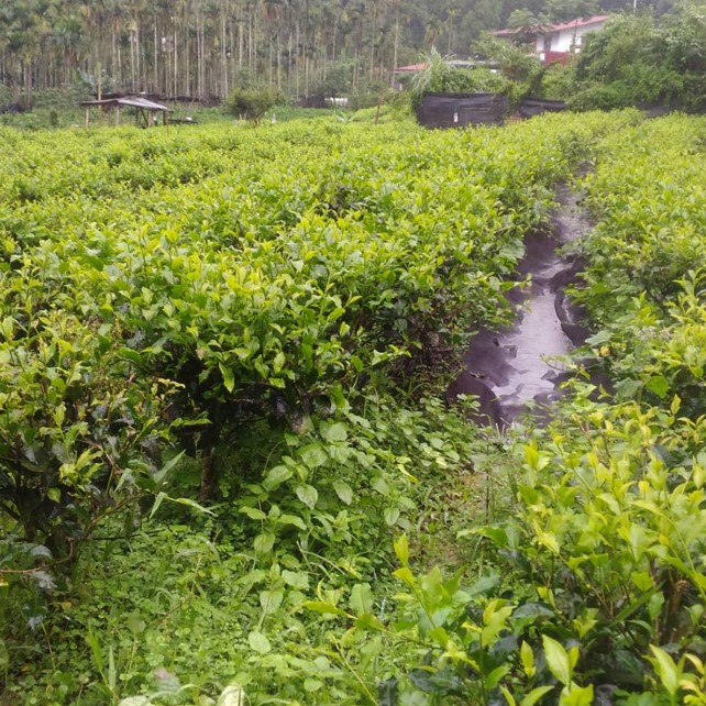 仁源茶園