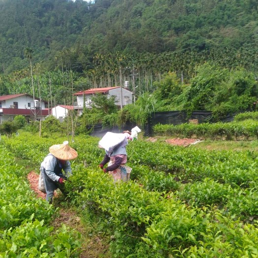 仁源茶園
