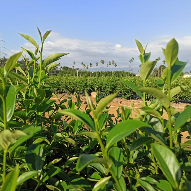 松順利有機茶廠