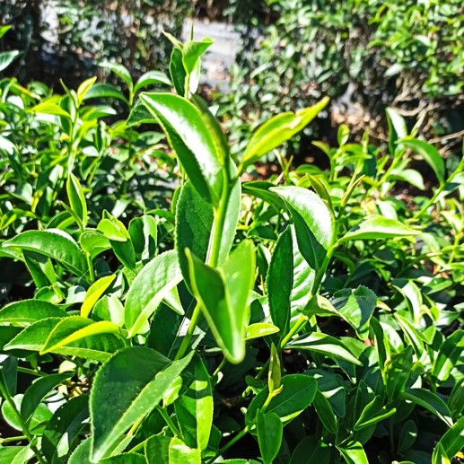 松順利有機茶廠