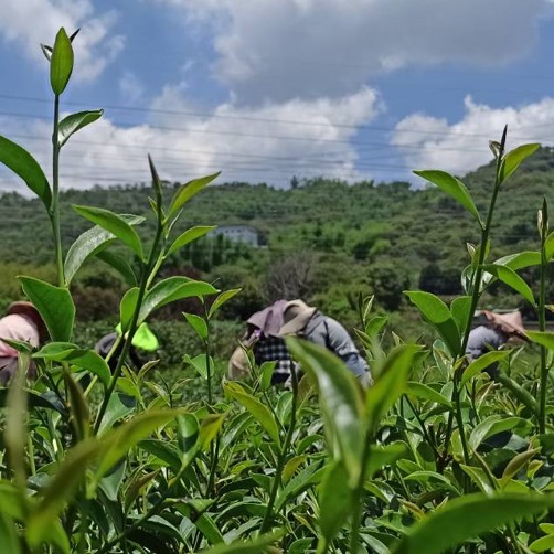 明清有機茶園
