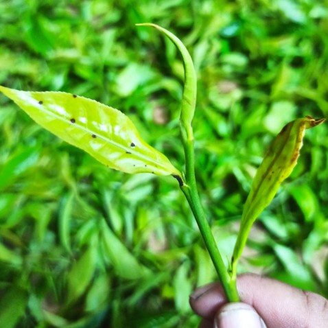 明清有機茶園