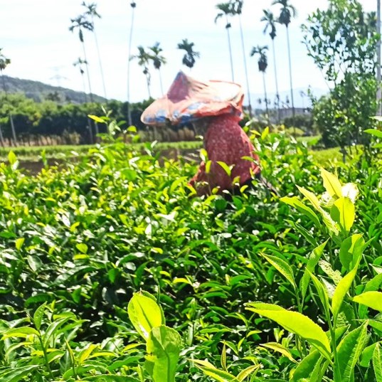 明清有機茶園