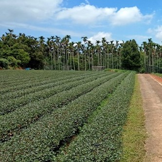 賀家生態茶園