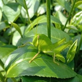 賀家生態茶園