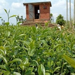賀家生態茶園