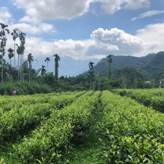 武當生態茶園