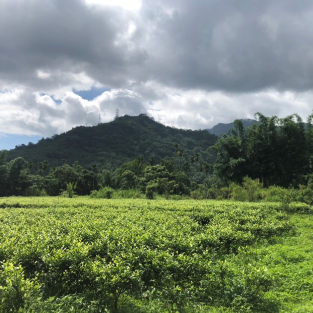 武當生態茶園