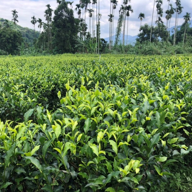 武當生態茶園