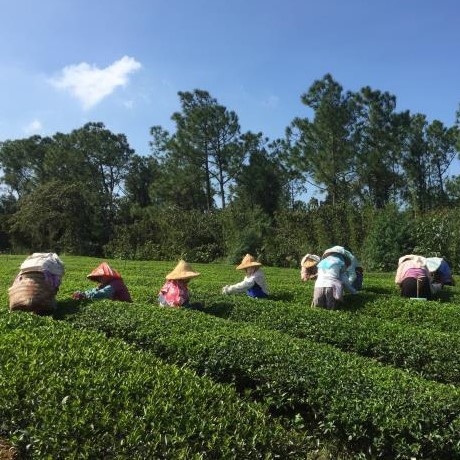 幸福林有機茶園