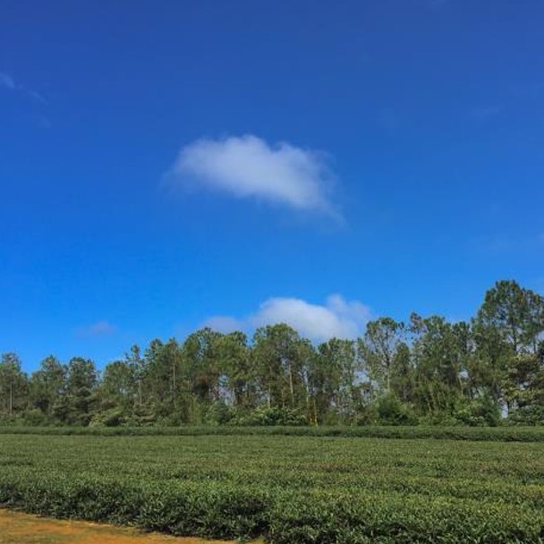 幸福林有機茶園