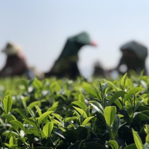 幸福林有機茶園