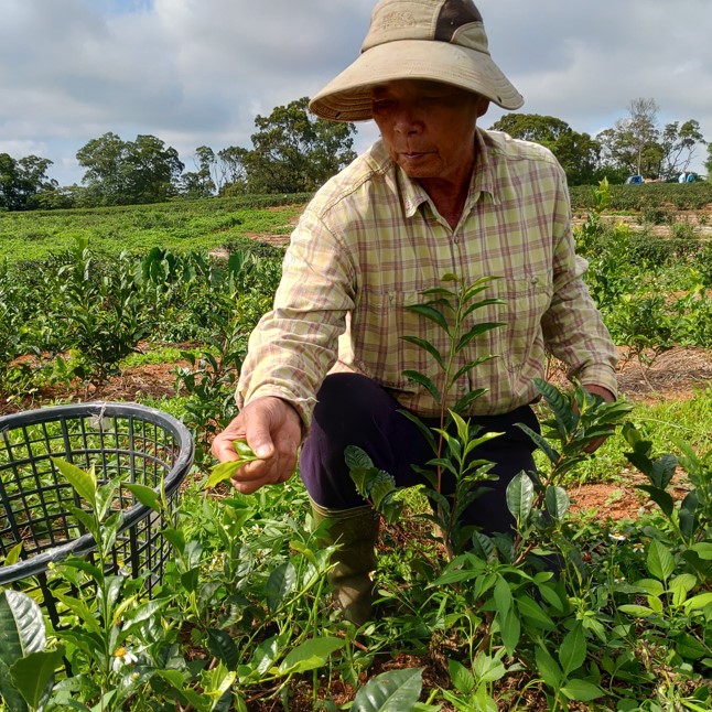 淨斯茶