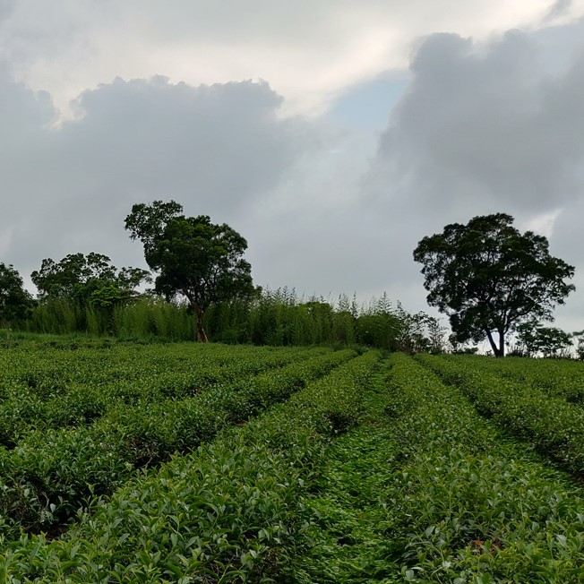 淨斯茶