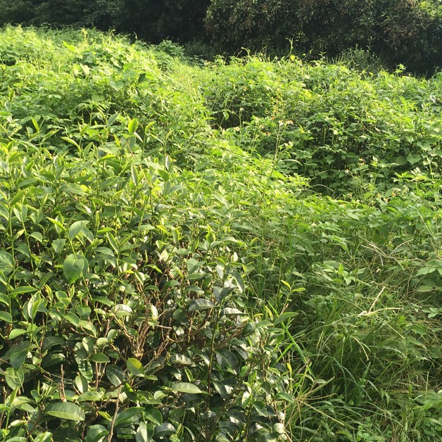 夢幻自然有機茶園