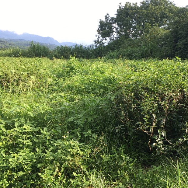 夢幻自然有機茶園