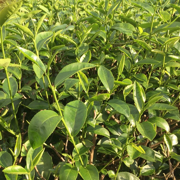 夢幻自然有機茶園