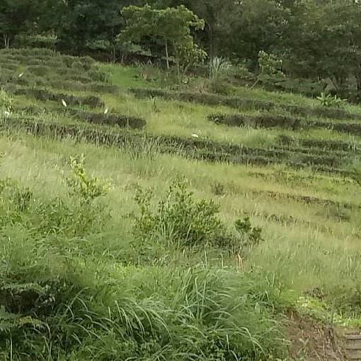 尊上溪山有機茶園