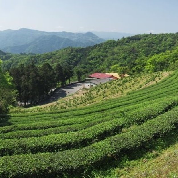 尊上溪山有機茶園