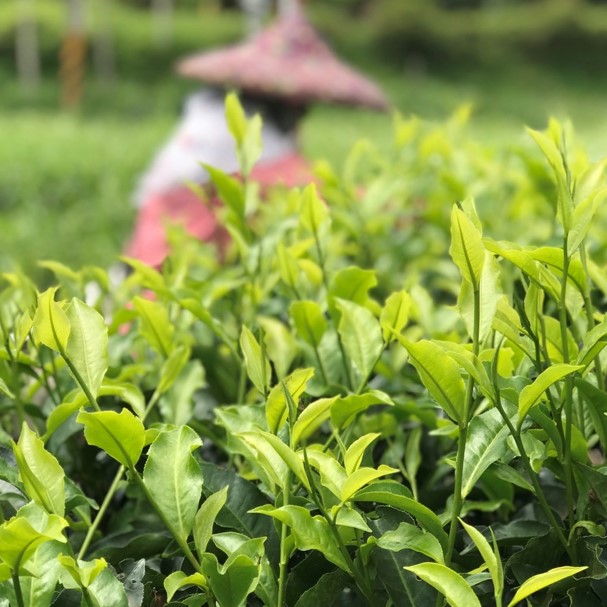 馨午茗茶