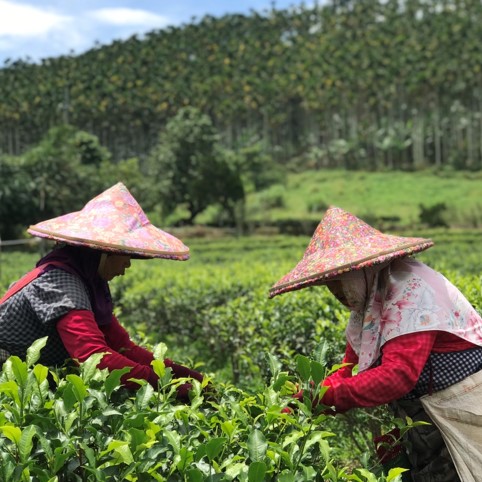 馨午茗茶