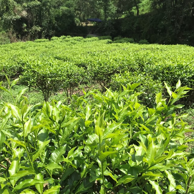 茶米藏莊園