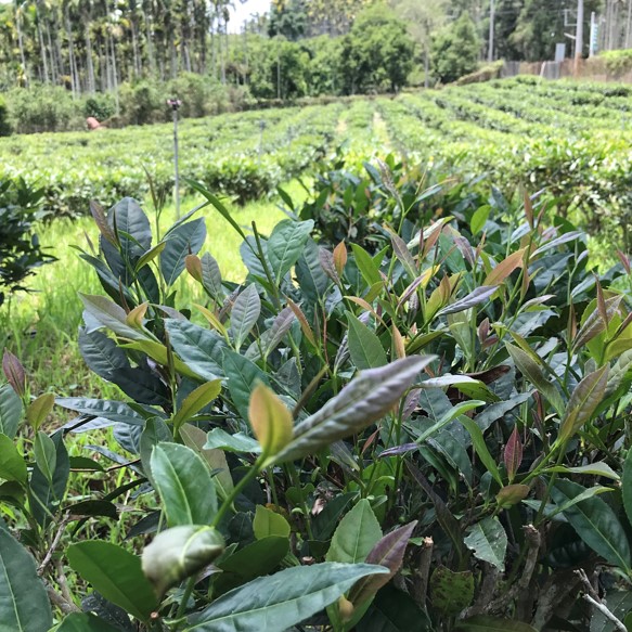 茶米藏莊園