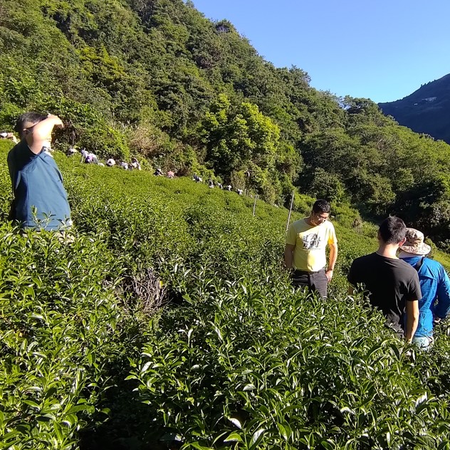 金瑞悅茶園