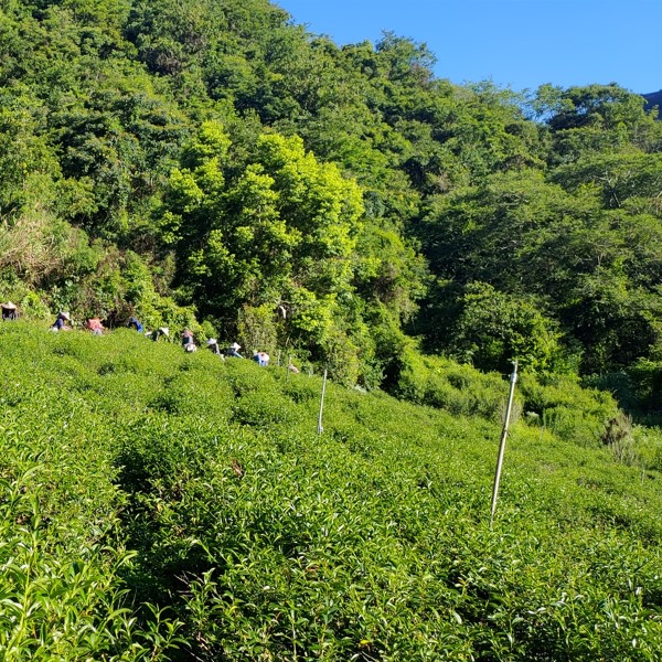 金瑞悅茶園