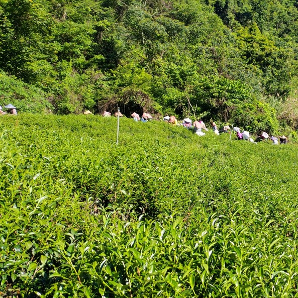 金瑞悅茶園