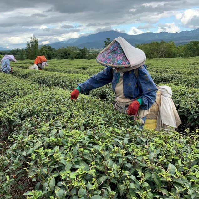 女兒不懂茶