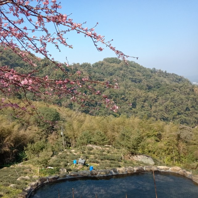 鈺泰有機茶行