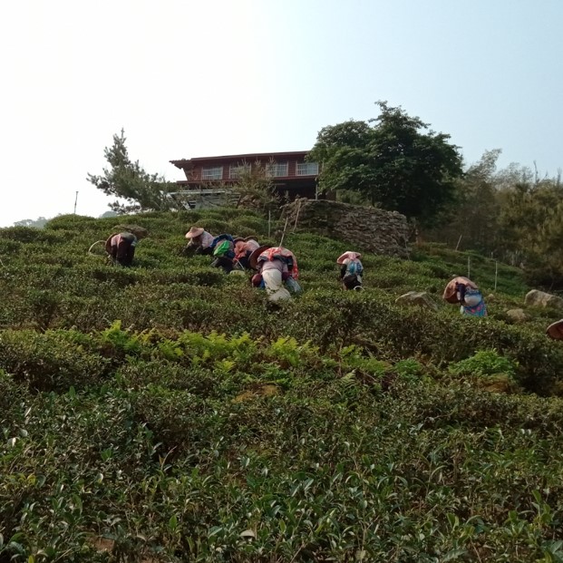 鈺泰有機茶行