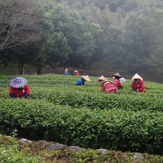 雲閩茶園