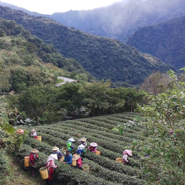 雲閩茶園