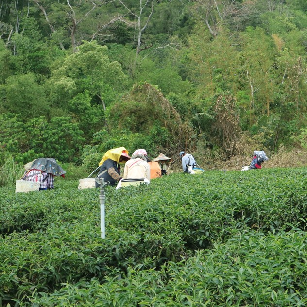 鹿嵿記休閒茶莊