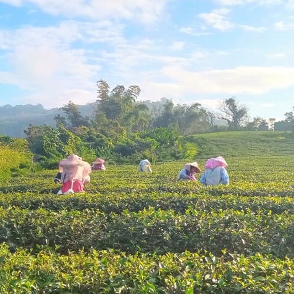 御品賞健康莊園
