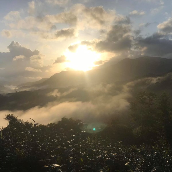 世芳有機茗茶園