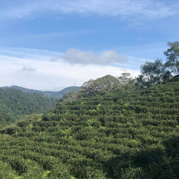 世芳有機茗茶園