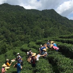 世芳有機茗茶園