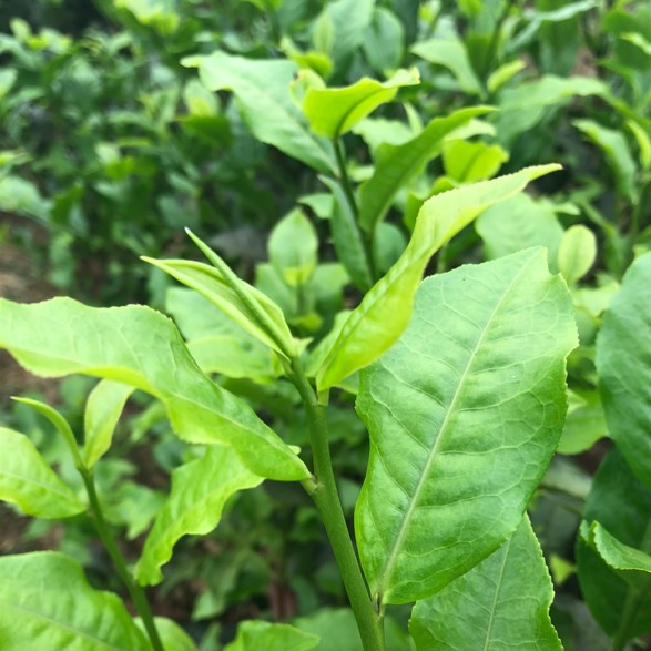 亨霖茶園