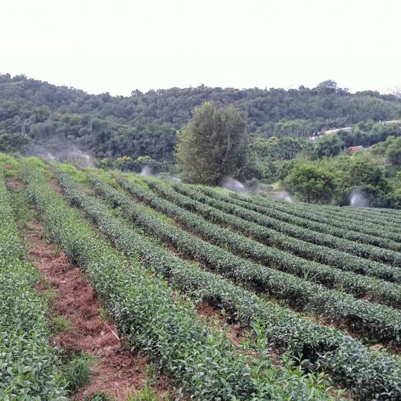 薪寬茶園