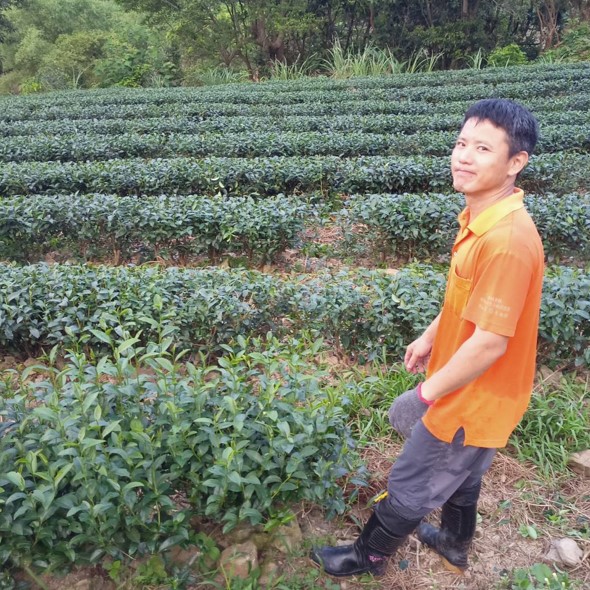 薪寬茶園