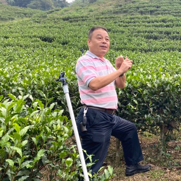 甲子認證有機茶園