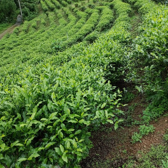 甲子認證有機茶園