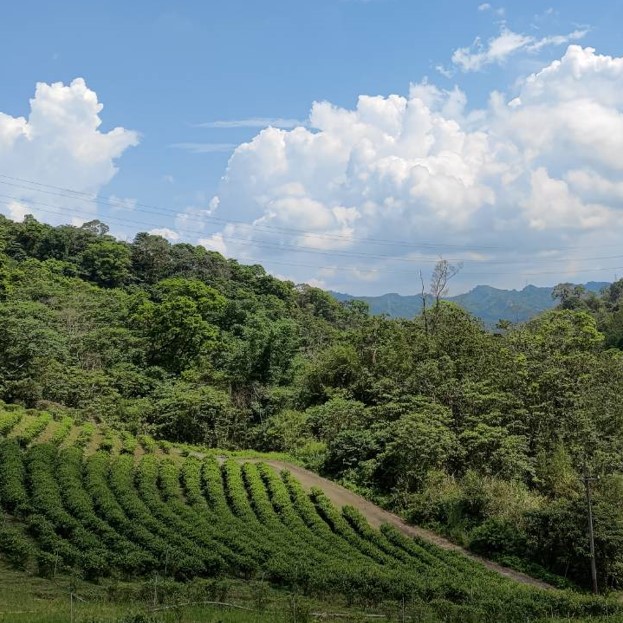 甲子認證有機茶園