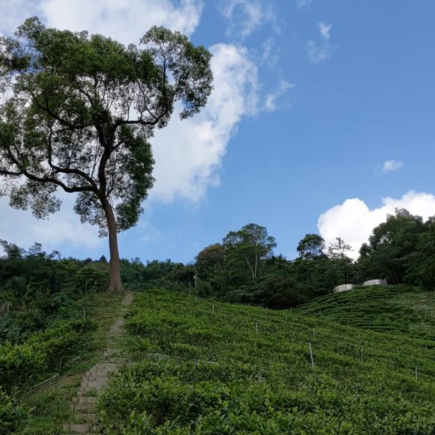 甲子認證有機茶園